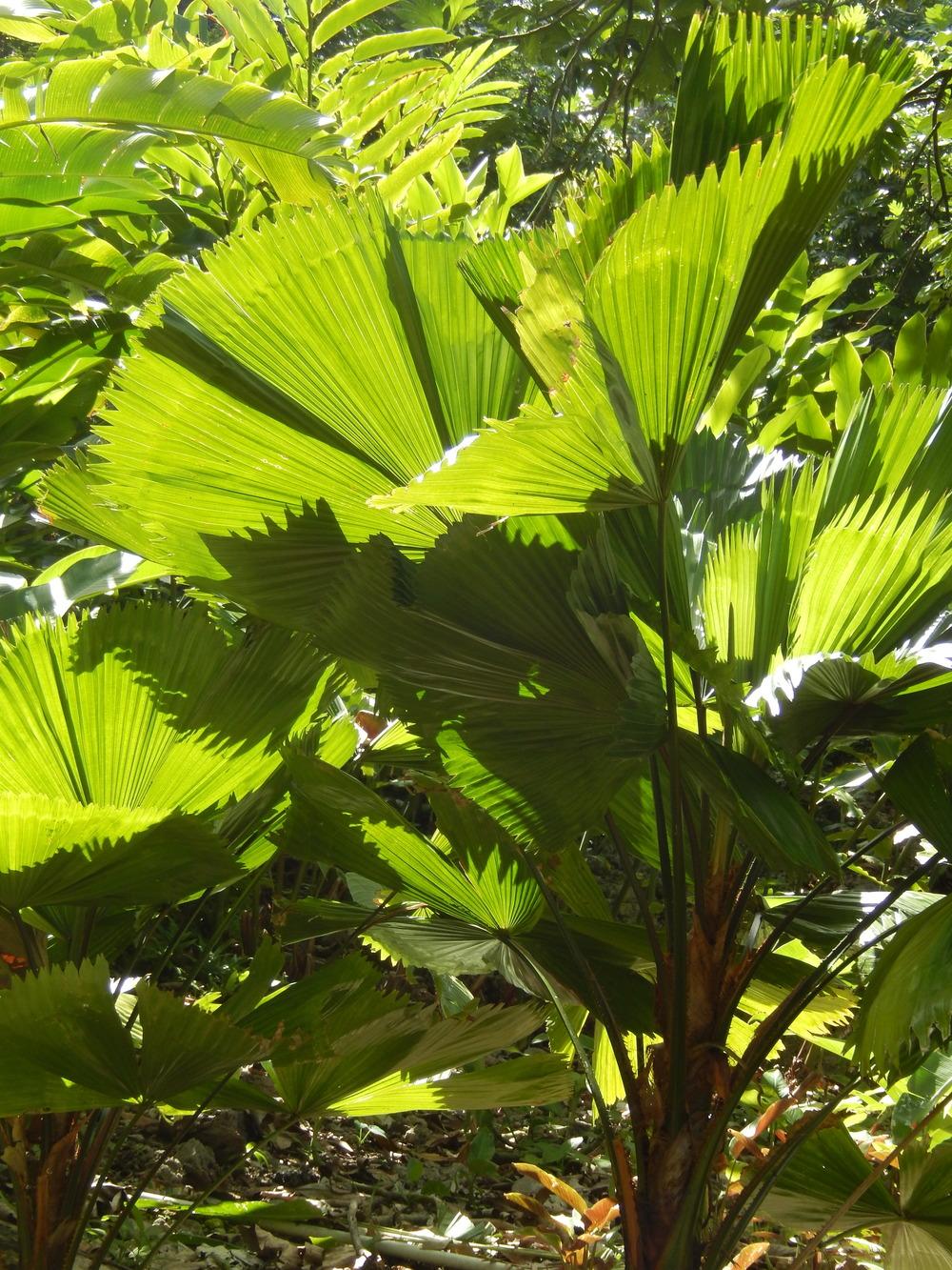 Photo of Ruffled Fan Palm (Licuala grandis) uploaded by cliftoncat
