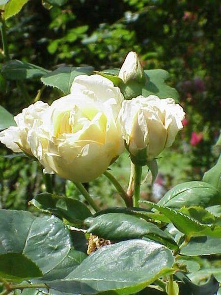 Photo of Rose (Rosa 'Bouquet d'Or') uploaded by robertduval14
