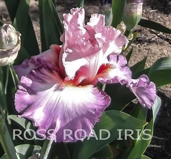 Photo of Tall Bearded Iris (Iris 'Blowing Kisses') uploaded by Weiser