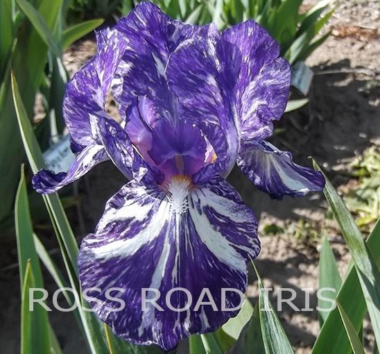 Photo of Species X Iris (Iris 'Alpha Gnu') uploaded by Weiser