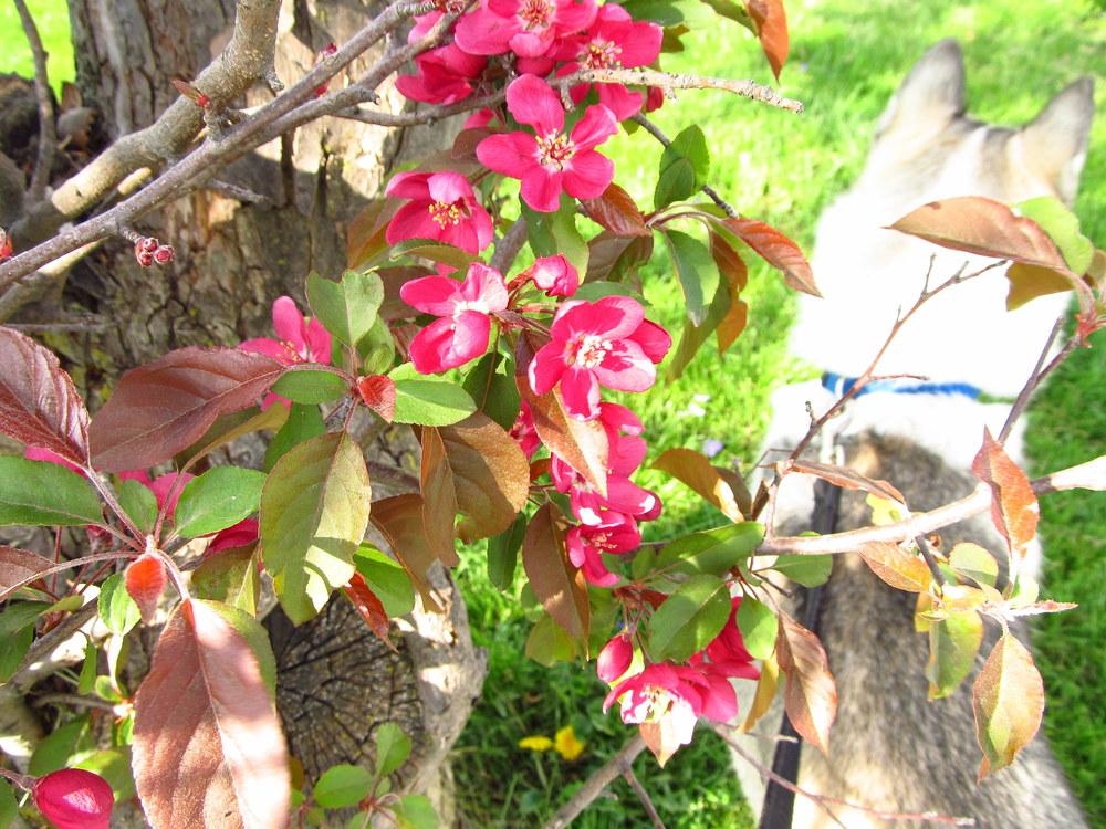 Photo of Crabapple (Malus 'Prairie Fire') uploaded by jmorth