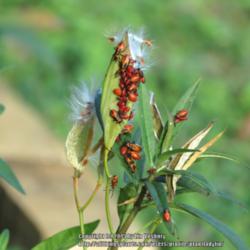 Location: Daytona Beach, Florida
Date: 2015-12-20
Milkweed bugs all over a seed pod