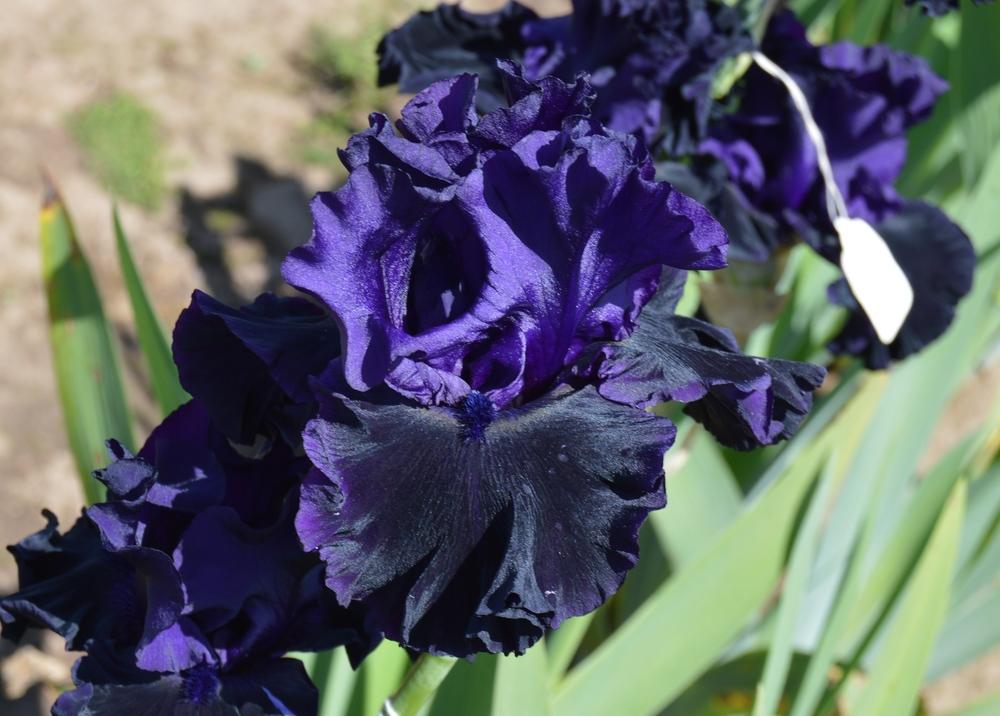 Photo of Tall Bearded Iris (Iris 'Black Lipstick') uploaded by KentPfeiffer