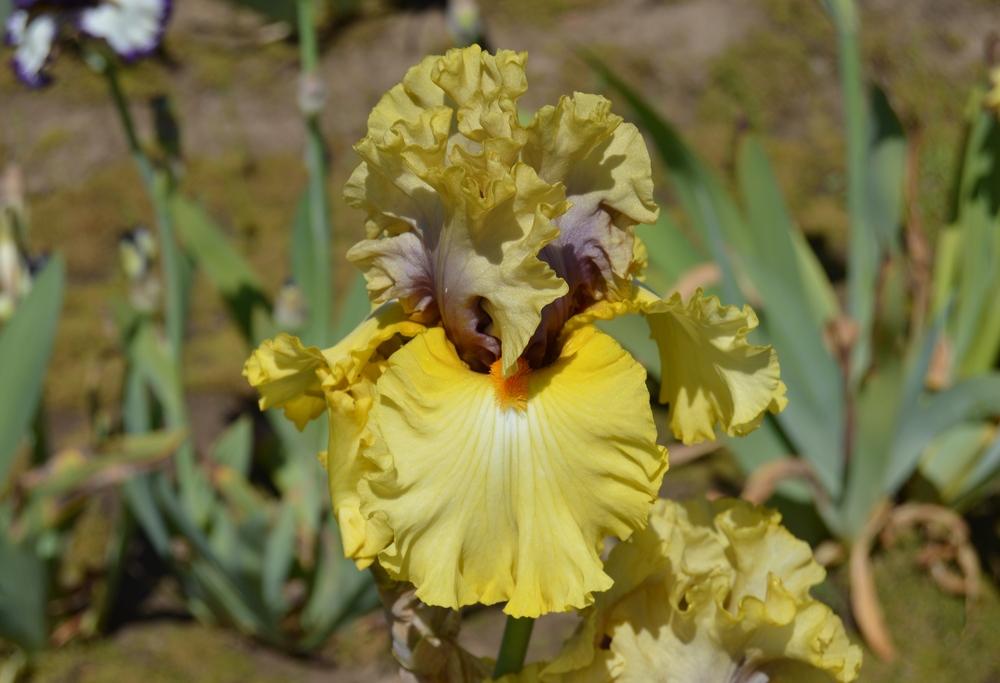 Photo of Tall Bearded Iris (Iris 'Idle Rich') uploaded by KentPfeiffer