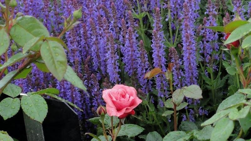 Photo of Violet Sage (Salvia 'Blauhugel') uploaded by Orsola