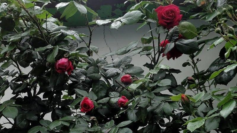 Photo of Rose (Rosa 'Laguna') uploaded by Orsola