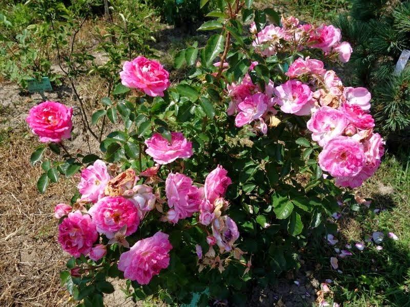 Photo of Rose (Rosa 'Let's Celebrate') uploaded by Orsola