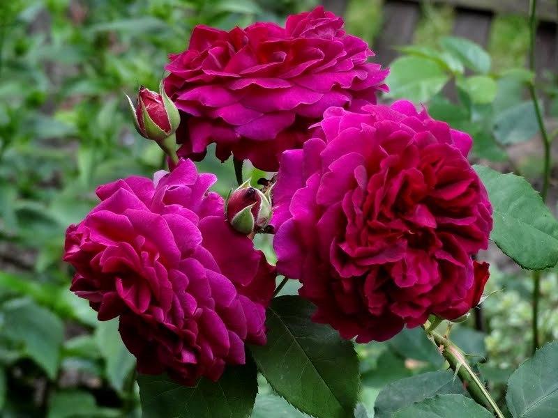 Photo of English Shrub Rose (Rosa 'Munstead Wood') uploaded by Orsola
