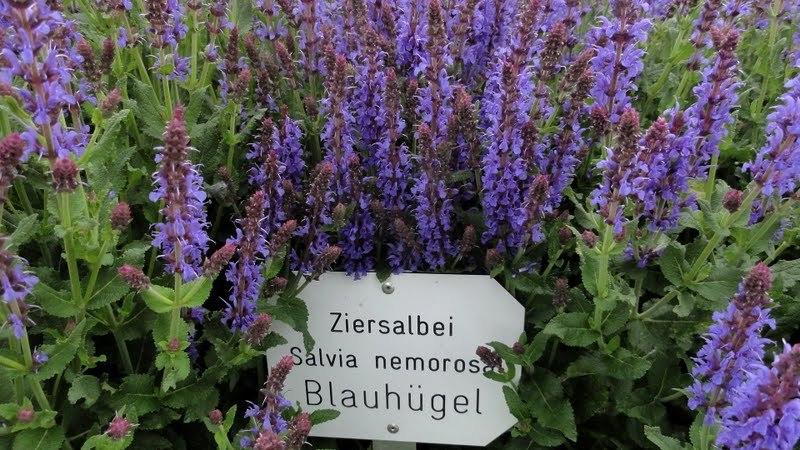 Photo of Violet Sage (Salvia 'Blauhugel') uploaded by Orsola