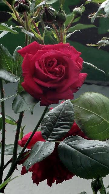 Photo of Rose (Rosa 'Laguna') uploaded by Orsola
