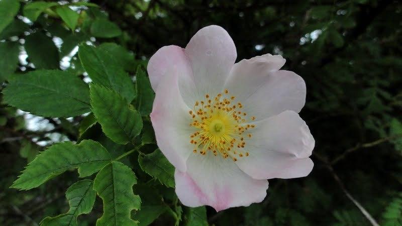 Photo of Wingthorn Rose (Rosa omeiensis) uploaded by Orsola