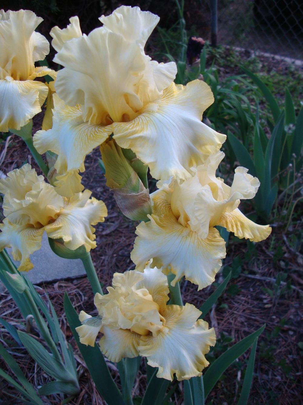 Photo of Tall Bearded Iris (Iris 'Silk and Honey') uploaded by Paul2032