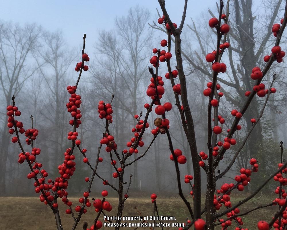 Photo of Winterberry Holly (Ilex verticillata 'Winter Red') uploaded by clintbrown