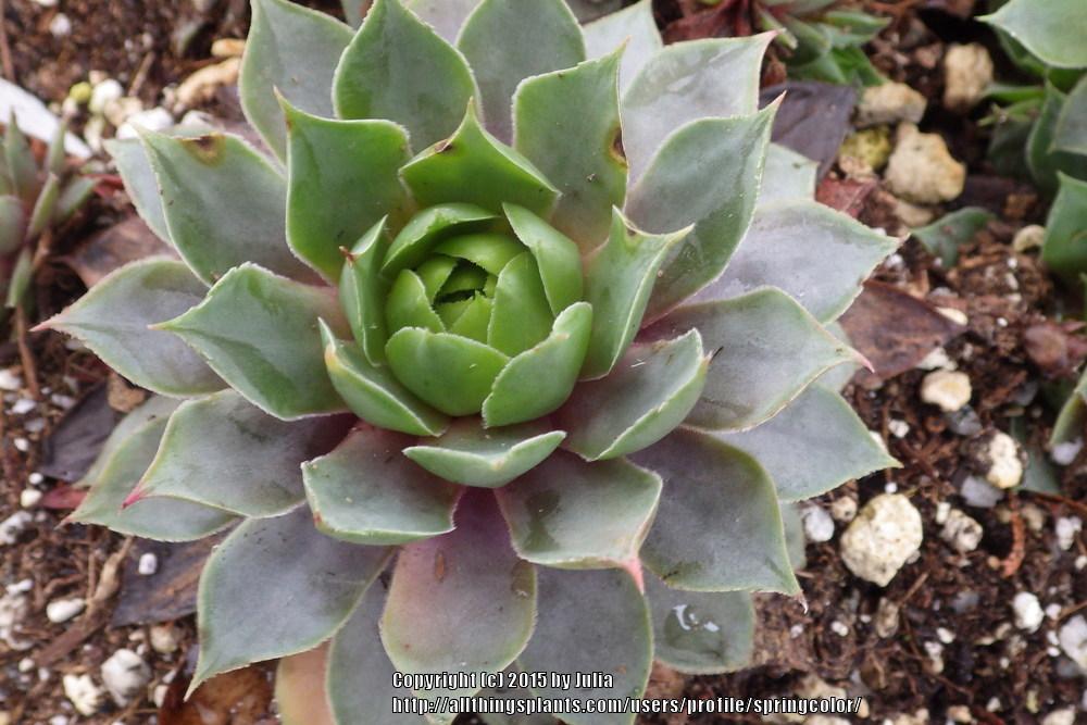 Photo of Hen and Chicks (Sempervivum 'Rose Queen') uploaded by springcolor
