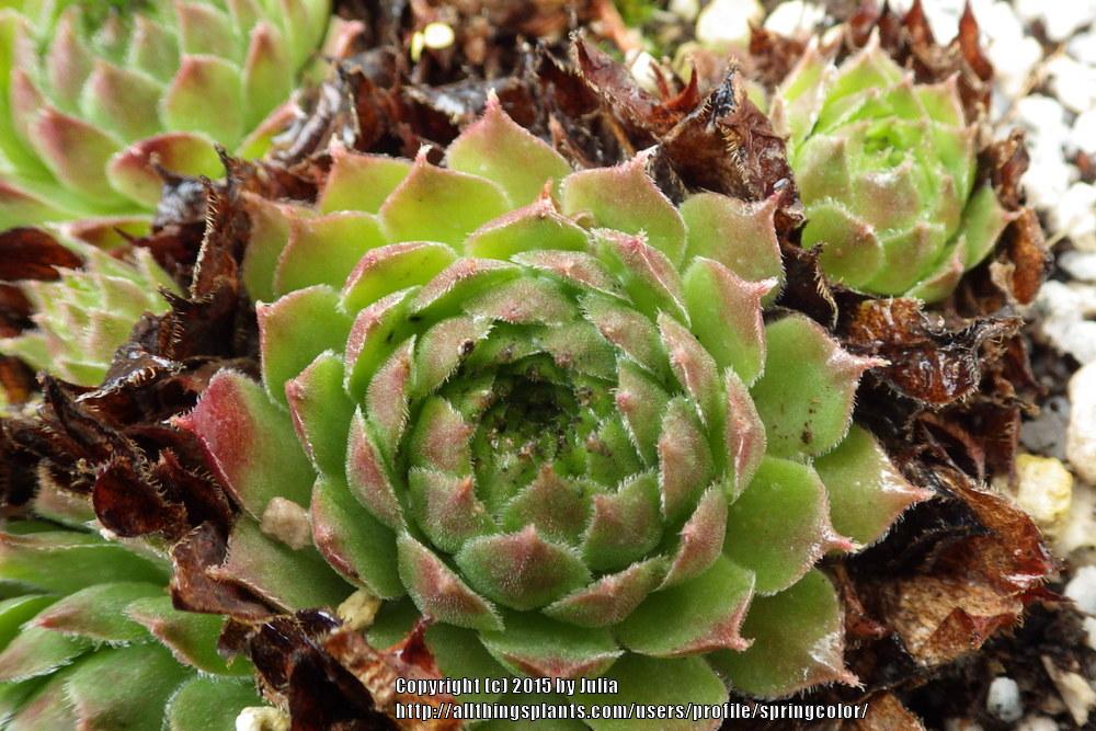 Photo of Hen and Chicks (Sempervivum 'Sioux') uploaded by springcolor