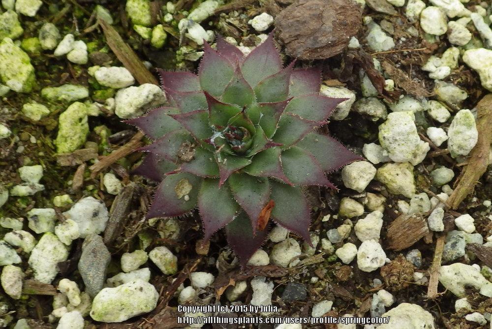Photo of Hen and Chicks (Sempervivum 'Treebeard') uploaded by springcolor