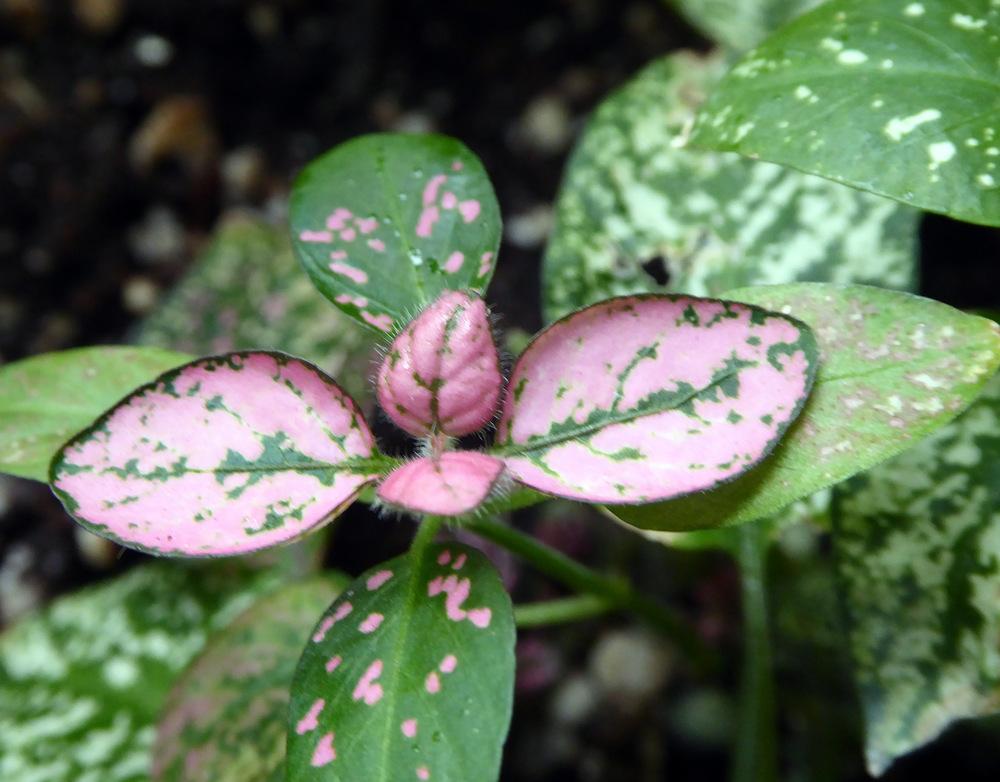 Photo of Polka Dot Plant (Hypoestes phyllostachya) uploaded by JulieB