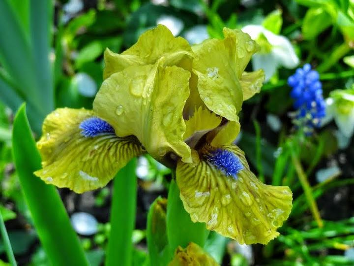 Photo of Standard Dwarf Bearded Iris (Iris 'Killarney Green') uploaded by Orsola