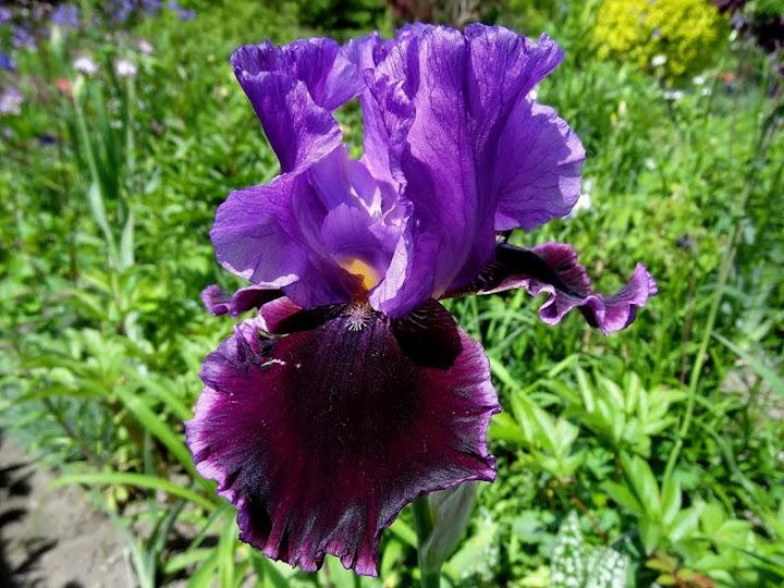 Photo of Tall Bearded Iris (Iris 'Violet Turner') uploaded by Orsola