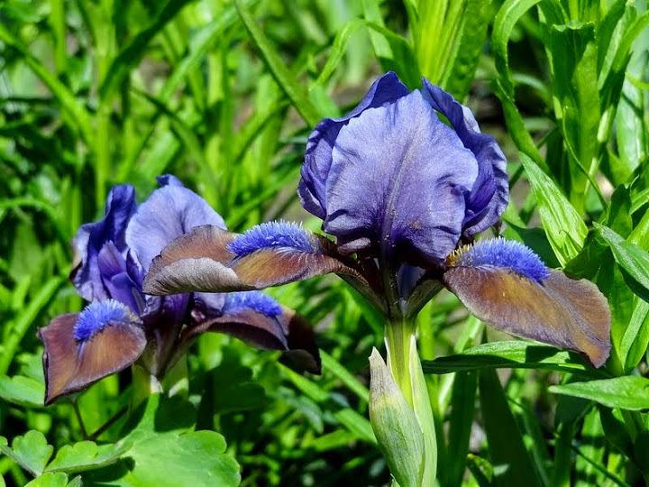 Photo of Standard Dwarf Bearded Iris (Iris 'Hocus Pocus') uploaded by Orsola