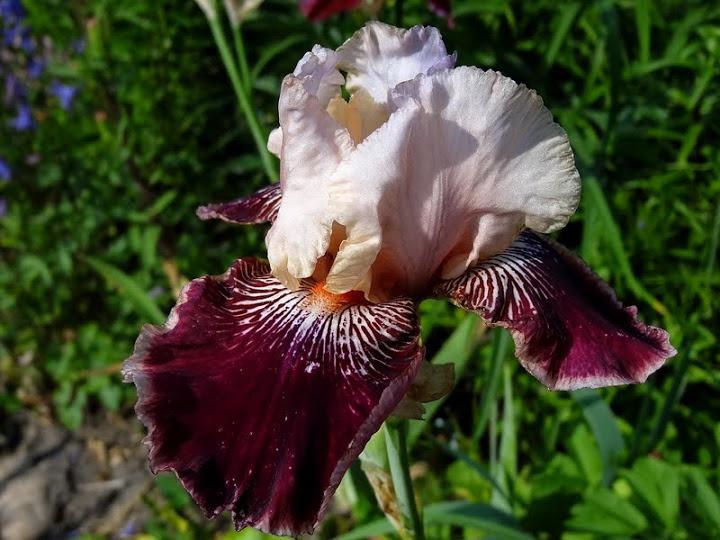 Photo of Tall Bearded Iris (Iris 'Amethyst Dancer') uploaded by Orsola