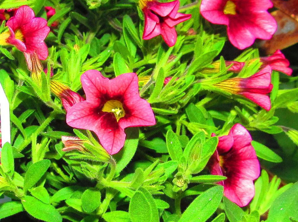 Photo of Million Bells (Calibrachoa Superbells® Coralberry Punch) uploaded by jmorth