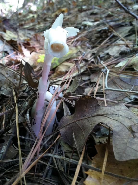 Photo of Indian Pipe (Monotropa uniflora) uploaded by kchd