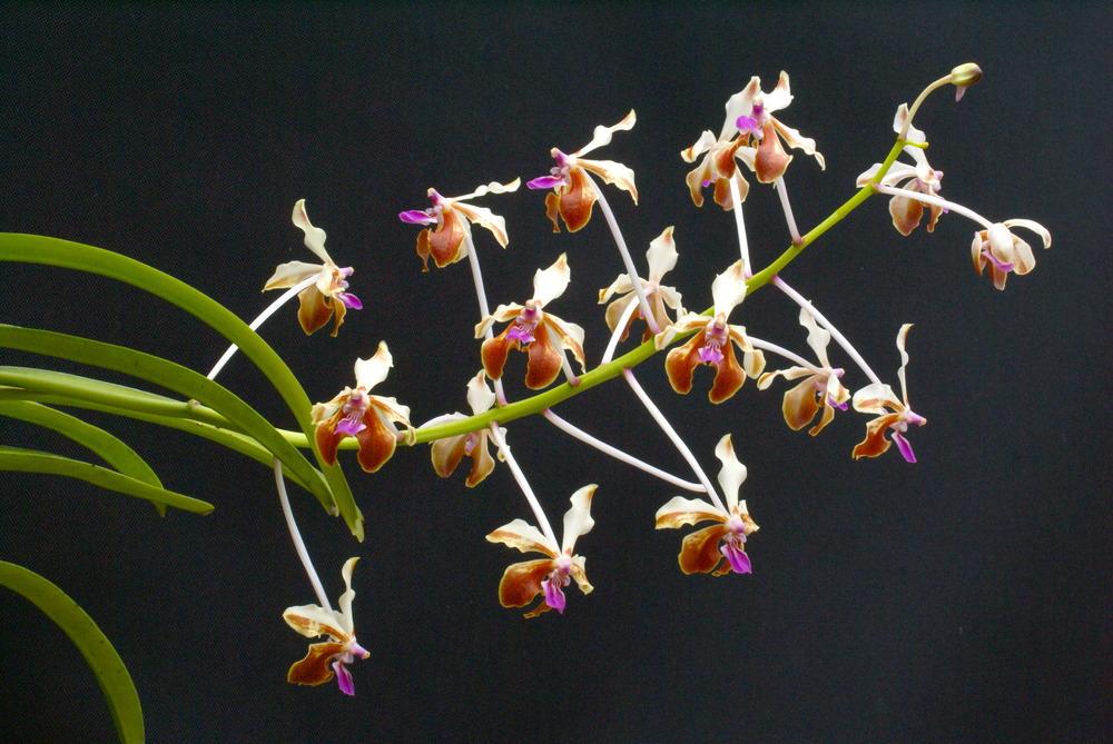 Photo of Orchid (Vanda lamellata var. boxallii) uploaded by shadytrake