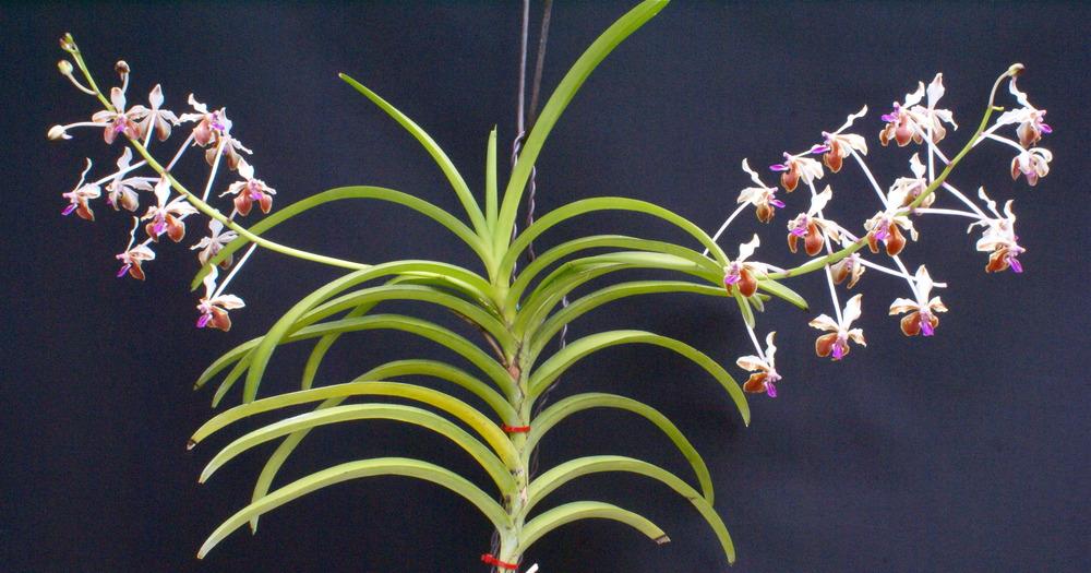 Photo of Orchid (Vanda lamellata var. boxallii) uploaded by shadytrake