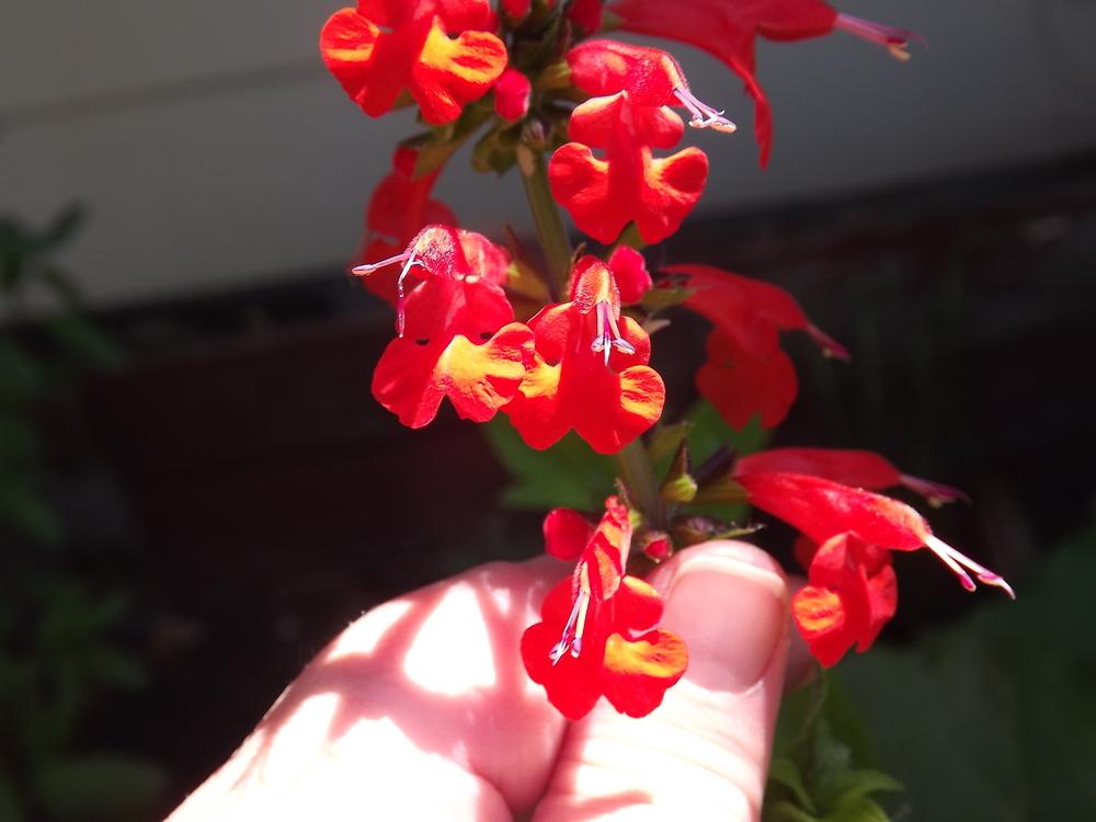 Photo of Scarlet Sage (Salvia coccinea 'Lady in Red') uploaded by EricaBraun