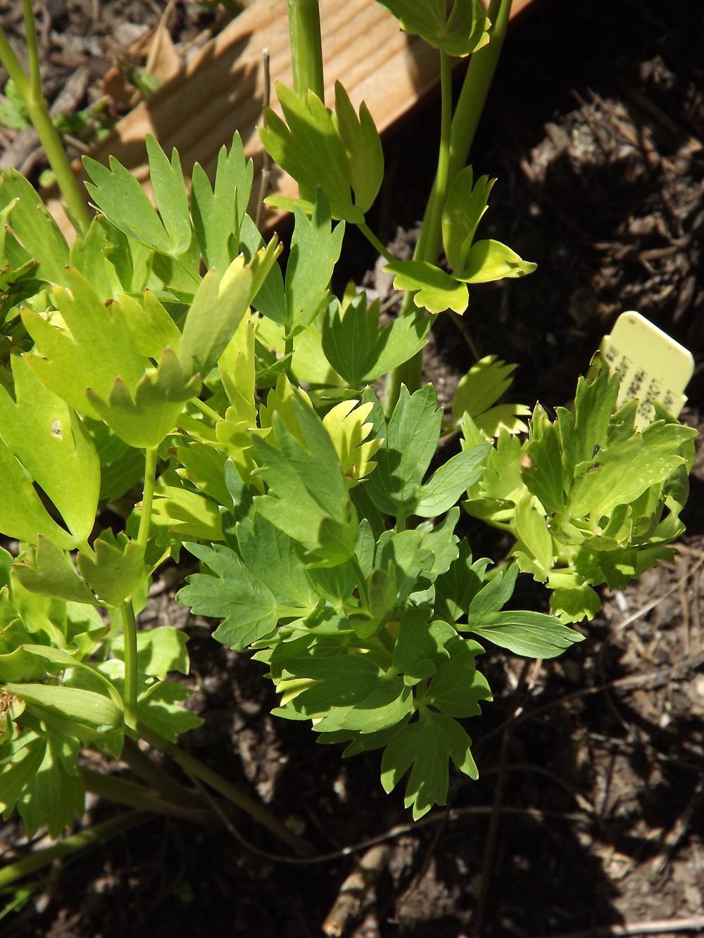 Photo of Lovage (Levisticum officinale) uploaded by EricaBraun