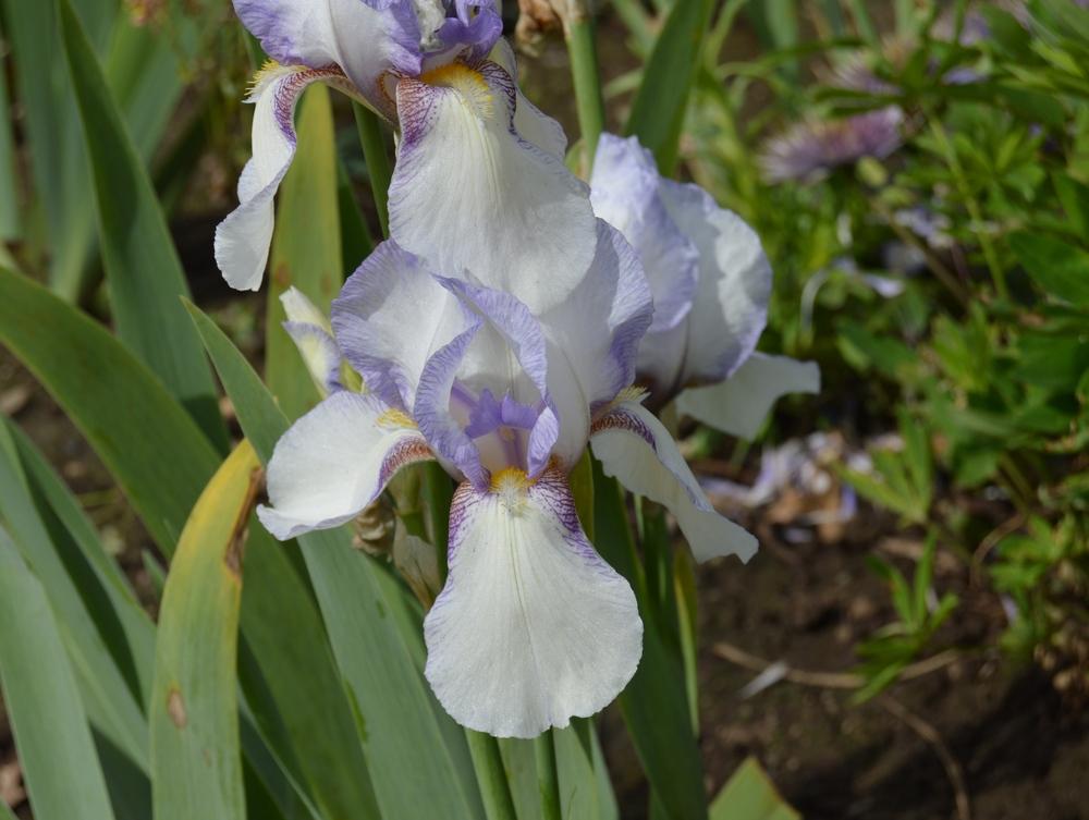 Photo of Tall Bearded Iris (Iris 'San Francisco') uploaded by KentPfeiffer