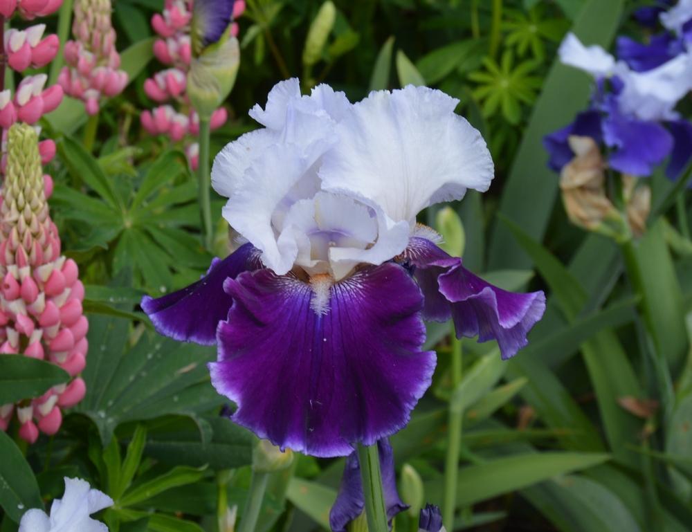Photo of Tall Bearded Iris (Iris 'Royal Snowcap') uploaded by KentPfeiffer