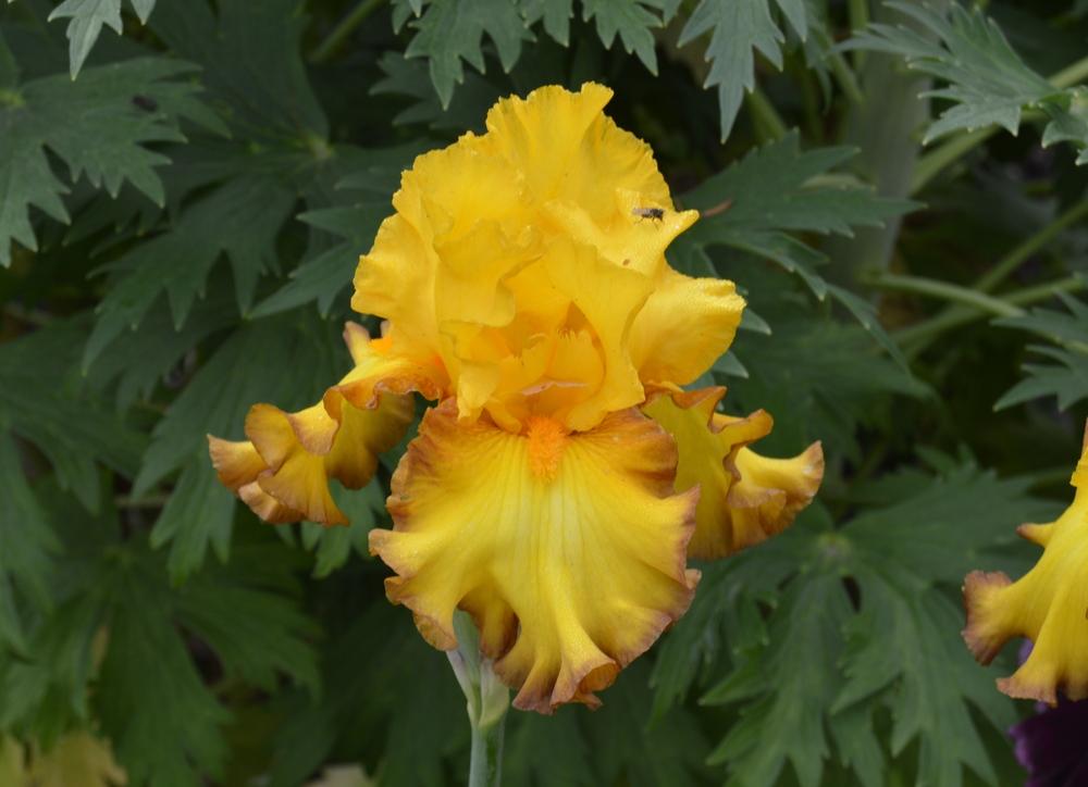 Photo of Tall Bearded Iris (Iris 'Ray Dale Kerr') uploaded by KentPfeiffer