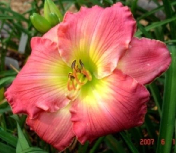 Photo of Daylily (Hemerocallis 'Down Home') uploaded by Sscape