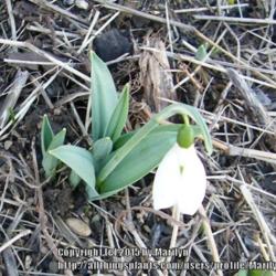Location: My garden in Kentucky
Date: 2015-12-24
Blooming in late December!  First time I've seen my Snowdrops blo