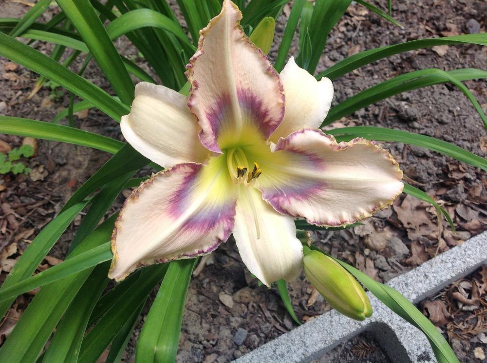 Photo of Daylily (Hemerocallis 'Destined to See') uploaded by Edie34