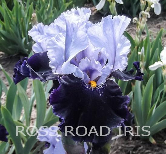 Photo of Tall Bearded Iris (Iris 'Habit') uploaded by Weiser