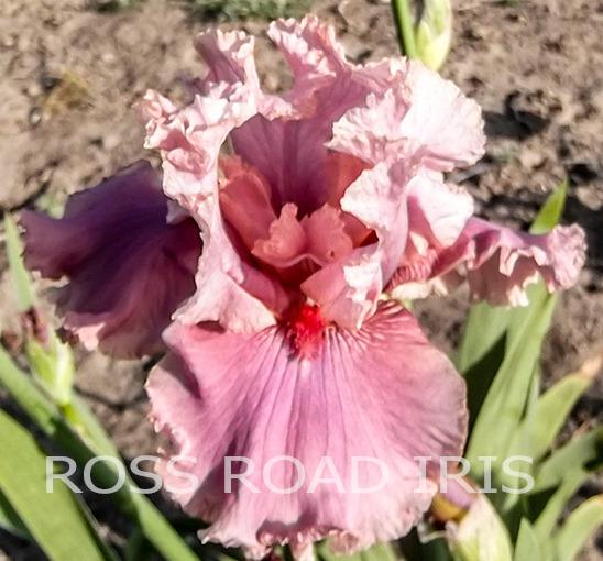 Photo of Tall Bearded Iris (Iris 'Okapi Poppy') uploaded by Weiser