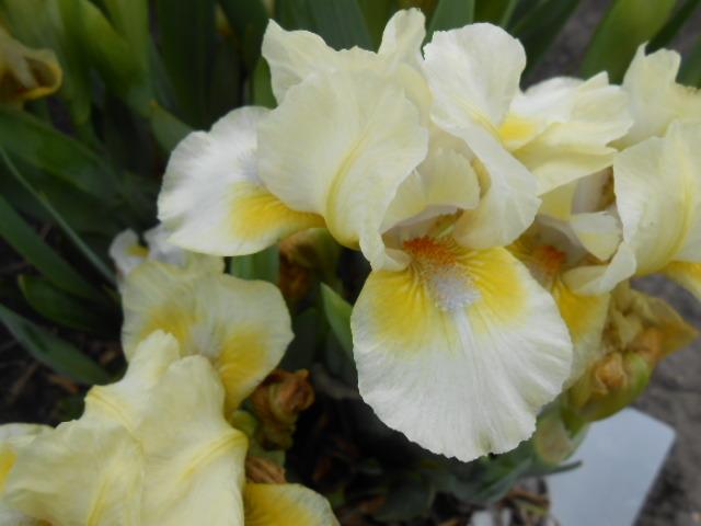 Photo of Standard Dwarf Bearded Iris (Iris 'Skydancer') uploaded by crowrita1