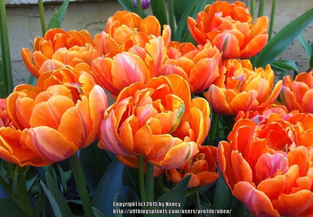 Photo of Peony-flowered Tulip (Tulipa 'Orange Princess') uploaded by nben