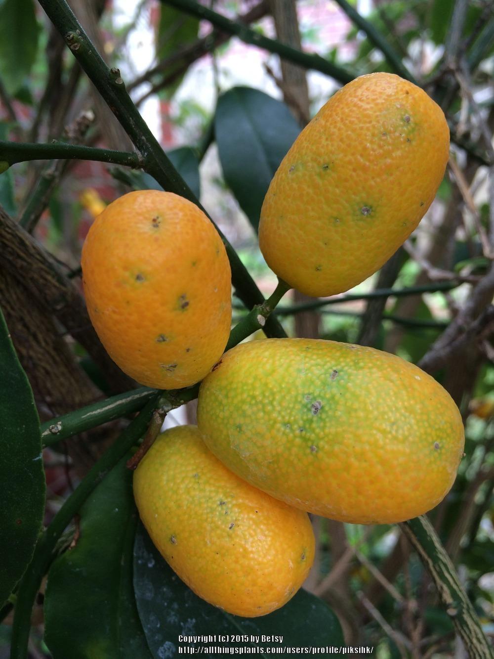 Photo of Kumquat (Citrus japonica) uploaded by piksihk