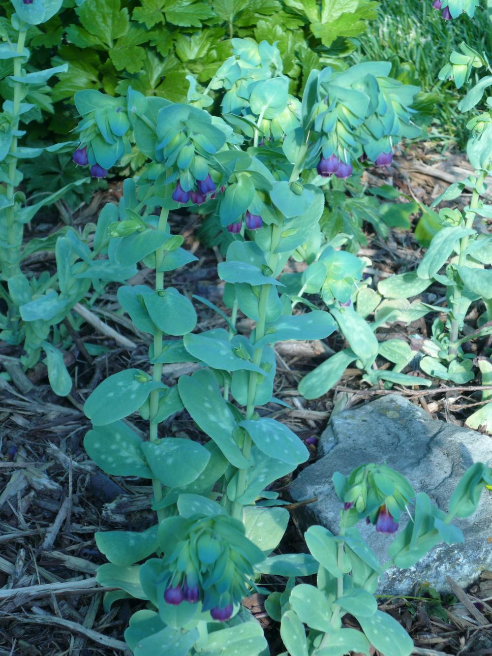 Photo of Honeywort (Cerinthe major subsp. purpurascens) uploaded by MrsBinWY