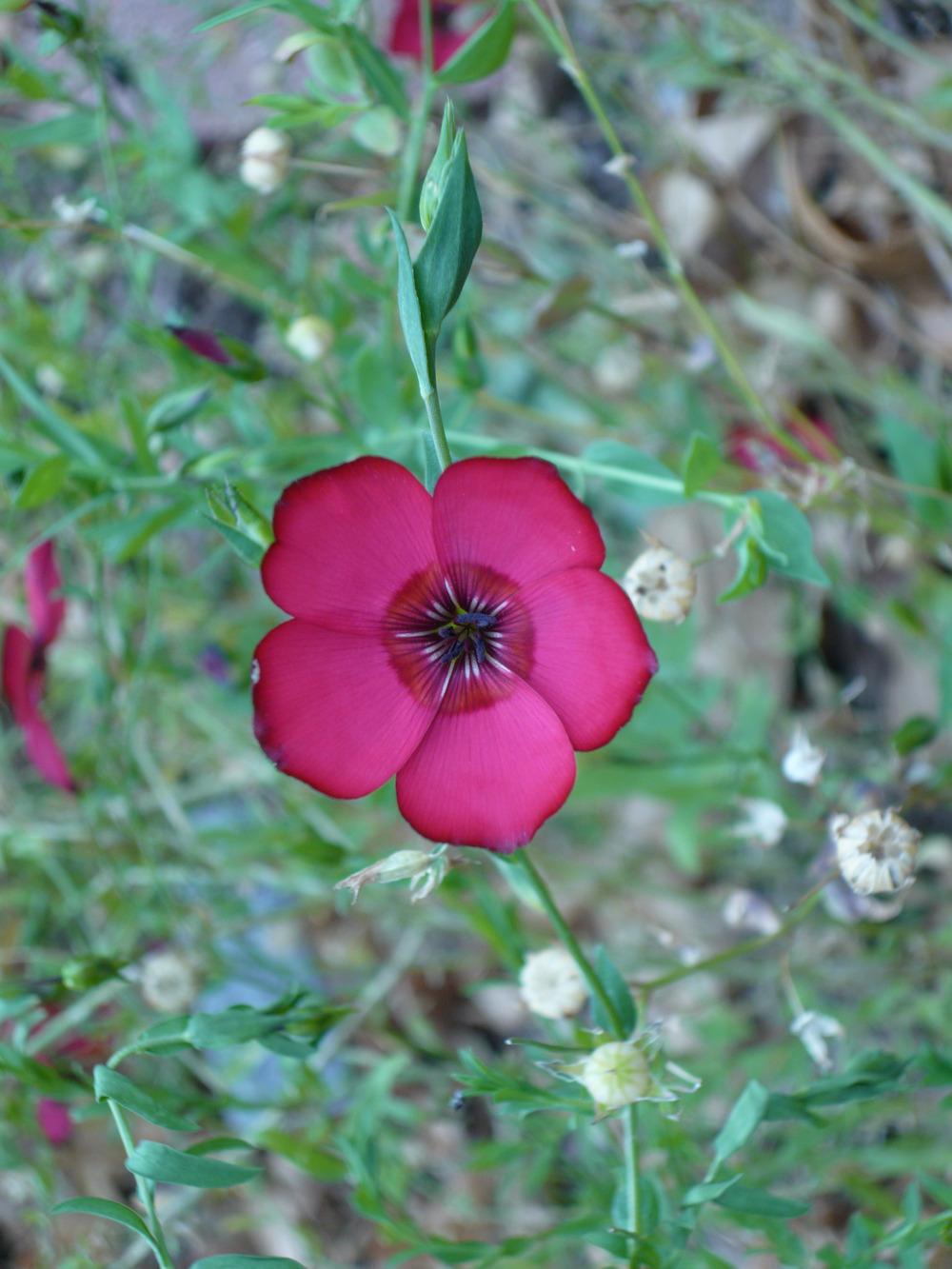 Photo of Scarlet Flax (Linum grandiflorum) uploaded by MrsBinWY