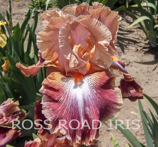 Photo of Tall Bearded Iris (Iris 'Outrageous Fortune') uploaded by Weiser