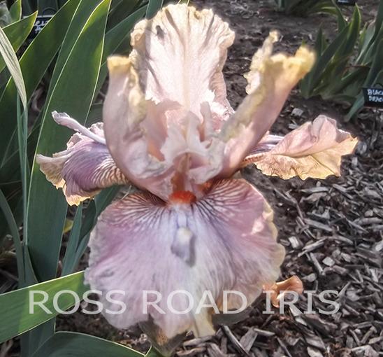 Photo of Tall Bearded Iris (Iris 'Dance for Joy') uploaded by Weiser