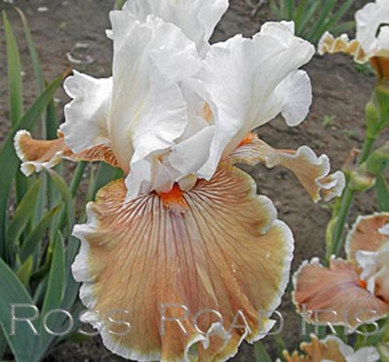 Photo of Tall Bearded Iris (Iris 'Coffee Whispers') uploaded by Weiser