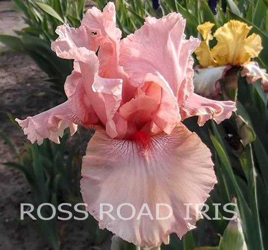 Photo of Tall Bearded Iris (Iris 'Pink Champagne') uploaded by Weiser