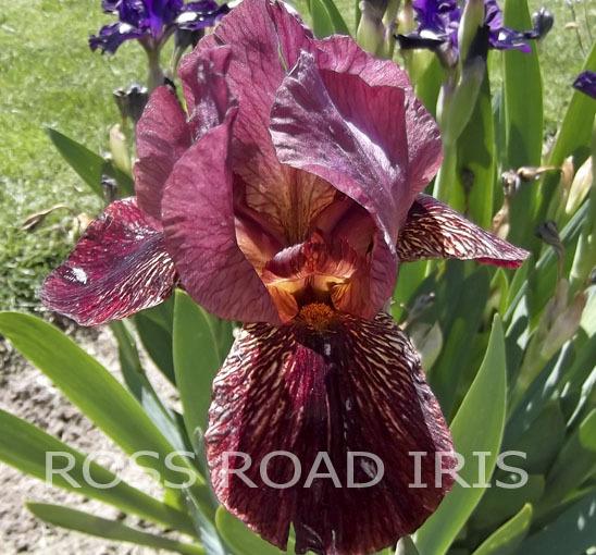 Photo of Arilbred Iris (Iris 'Volunteer Fireman') uploaded by Weiser