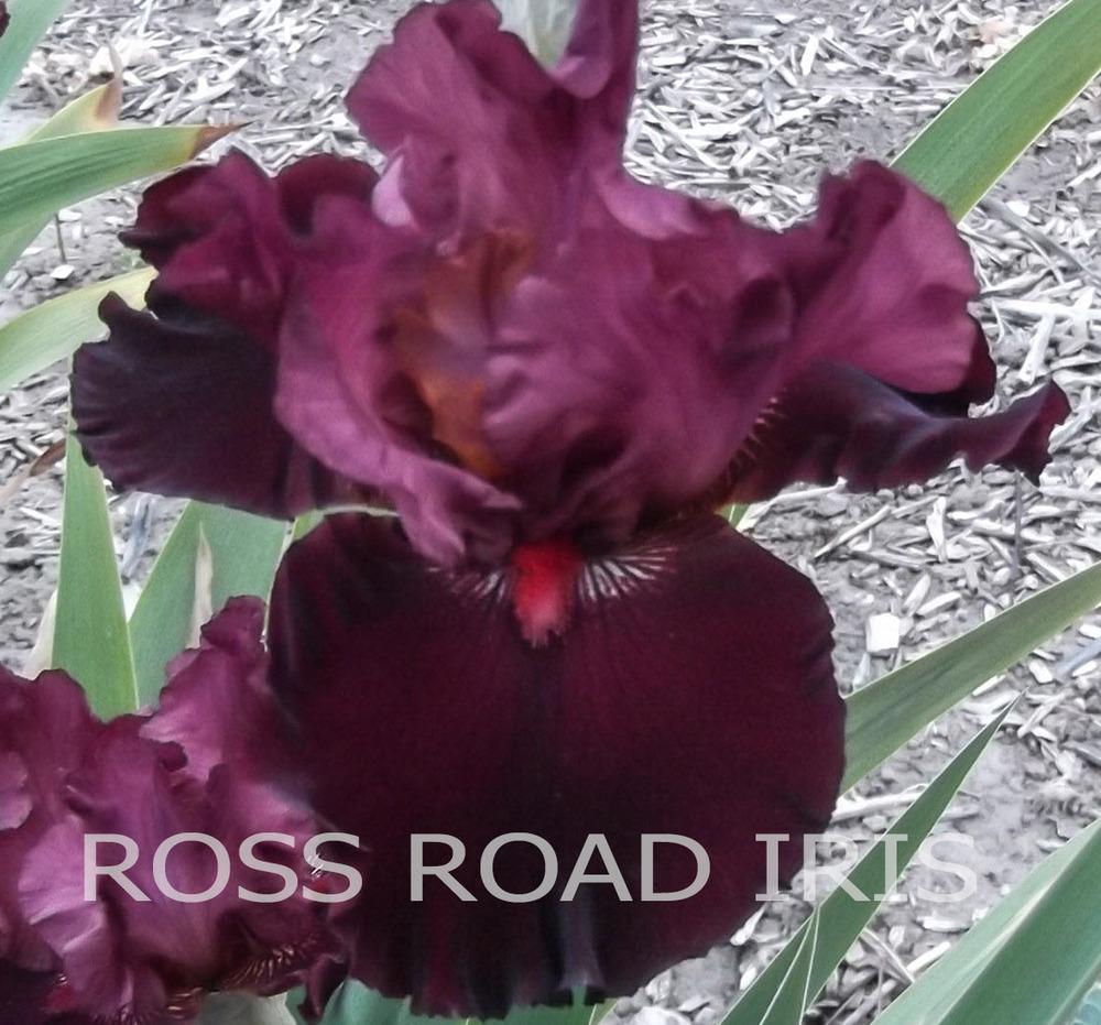 Photo of Tall Bearded Iris (Iris 'Wearing Rubies') uploaded by Weiser